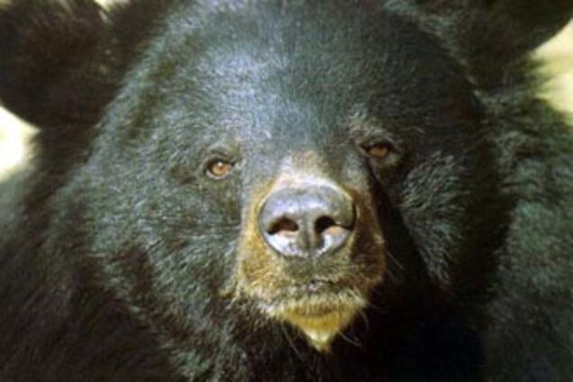 У зоопарку ведмідь відкусив пальці п'яною жінці