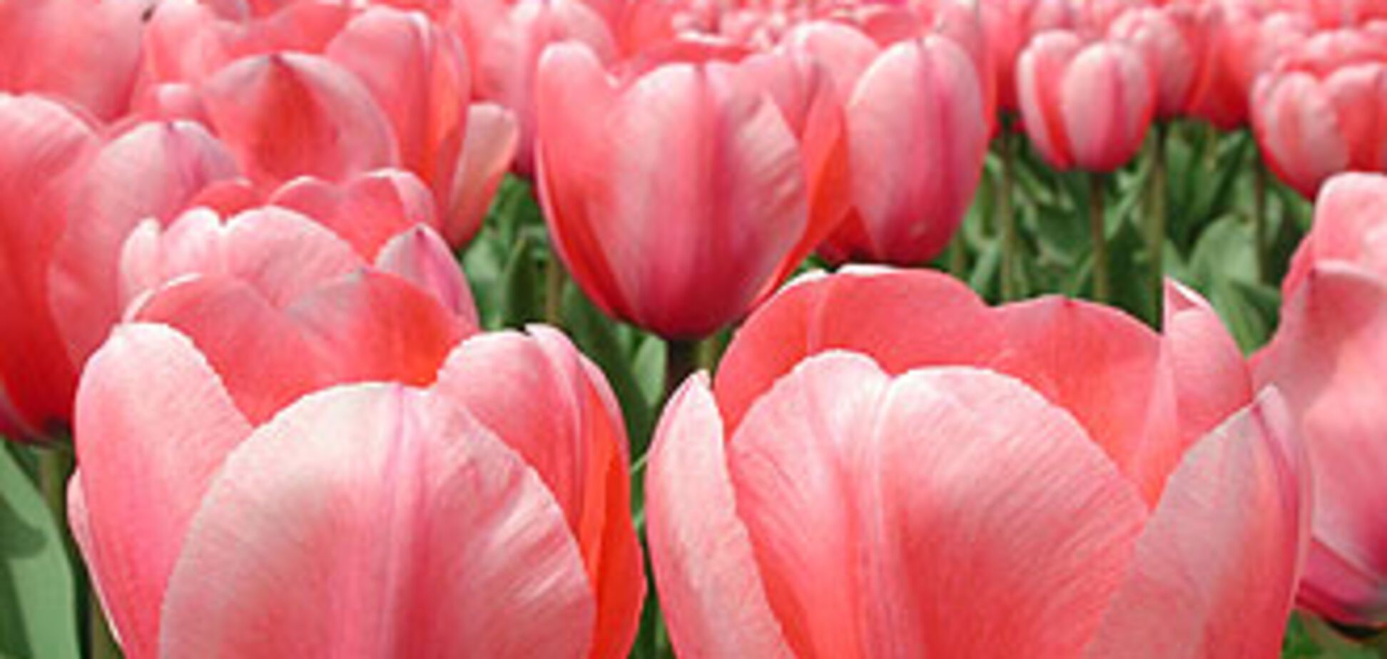 Государственные деятели поздравили женщин с 8 Марта