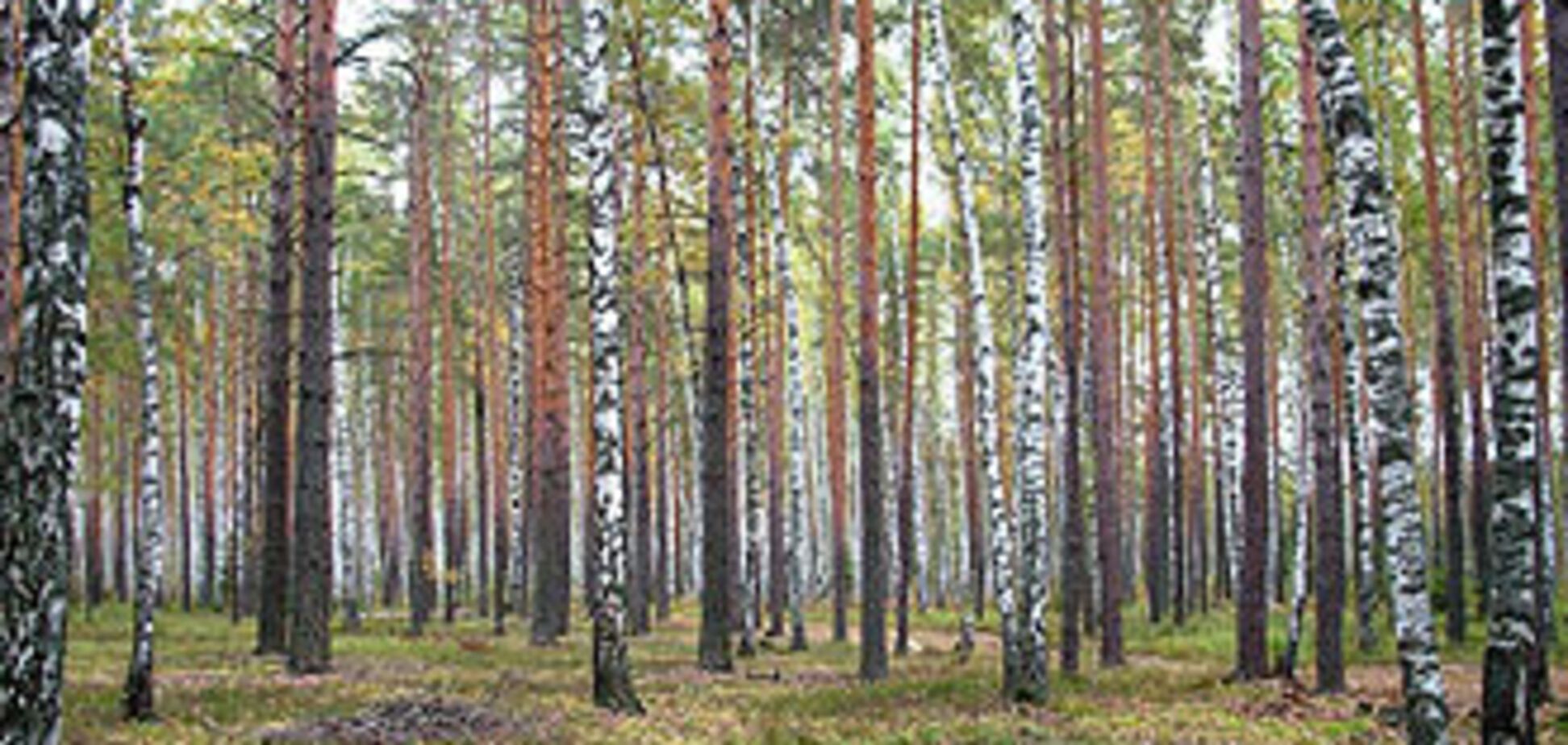 У Тернопільській області викрили податкових 'ухильників'