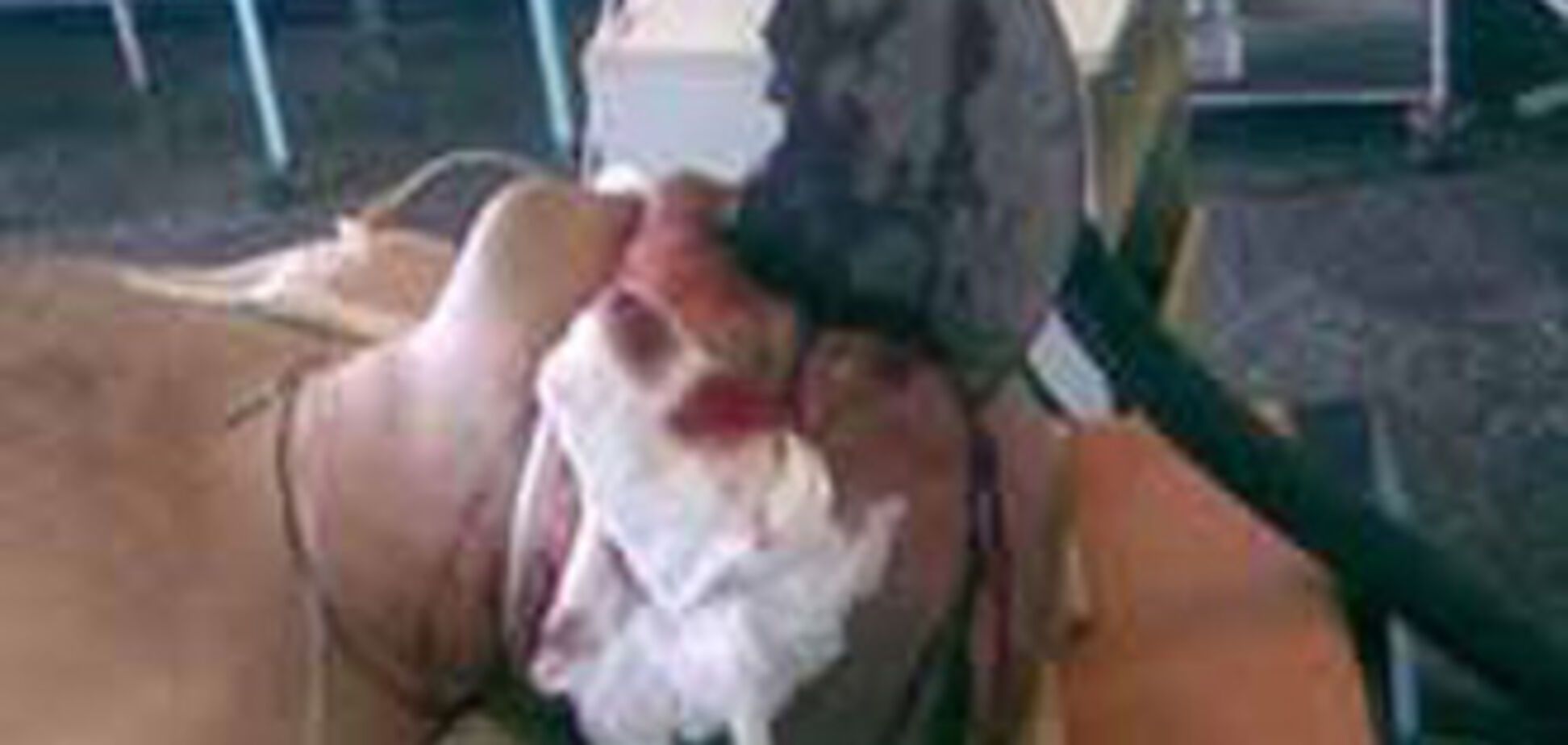 Учитель труда попал в больницу с болгаркой в голове. ФОТО