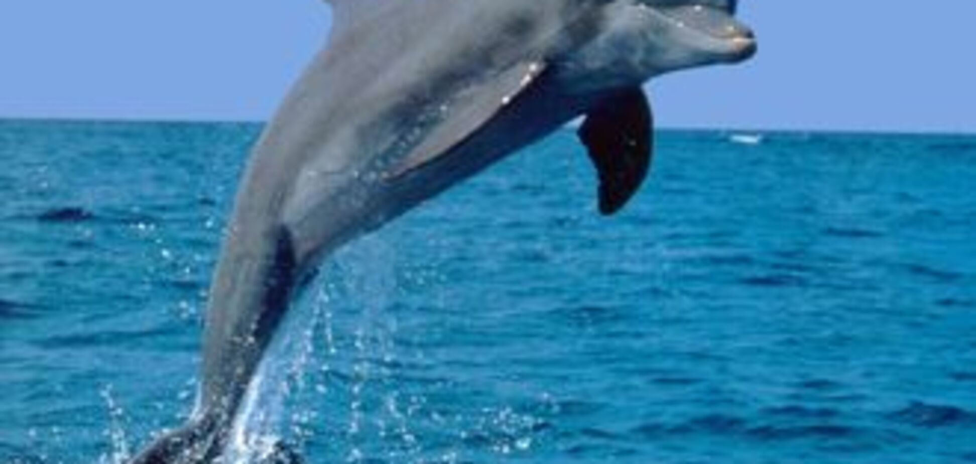 В Черном море массово гибнут дельфины