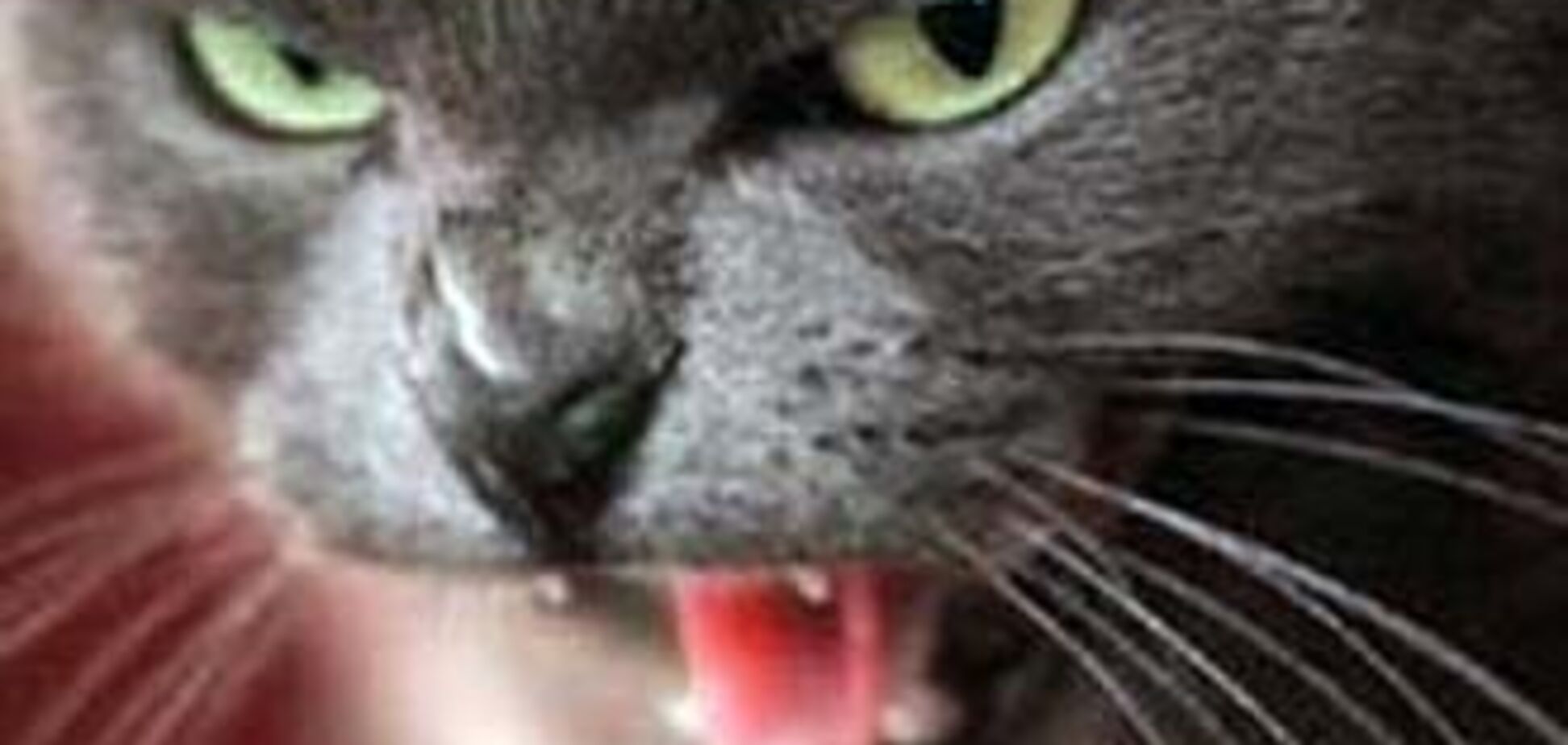 На Черкасщине бешеный кот покусал двух человек