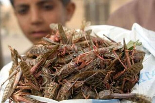 Австралия готовится к нашествию саранчи