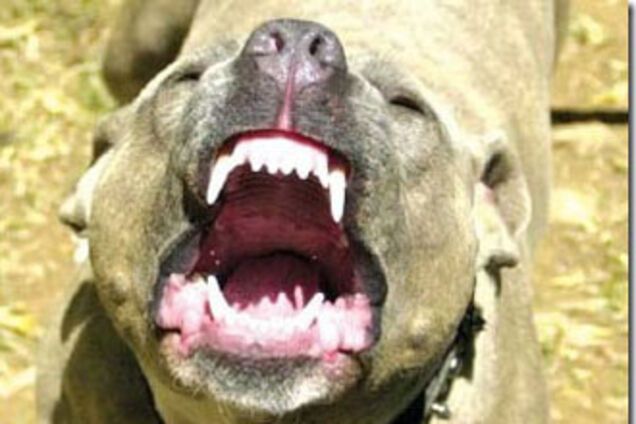 В Запорожье питбуля натравили на ребенка