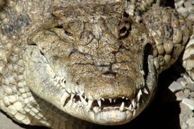 В центре Рио-де-Жанейро поймали двух аллигаторов