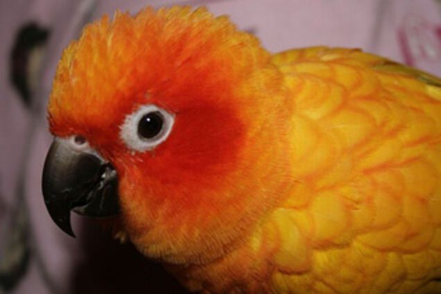 Жінку погубив її папуга