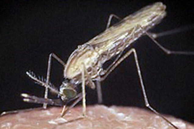 В Україну завезли тропічну малярію, 30 квітня 2010