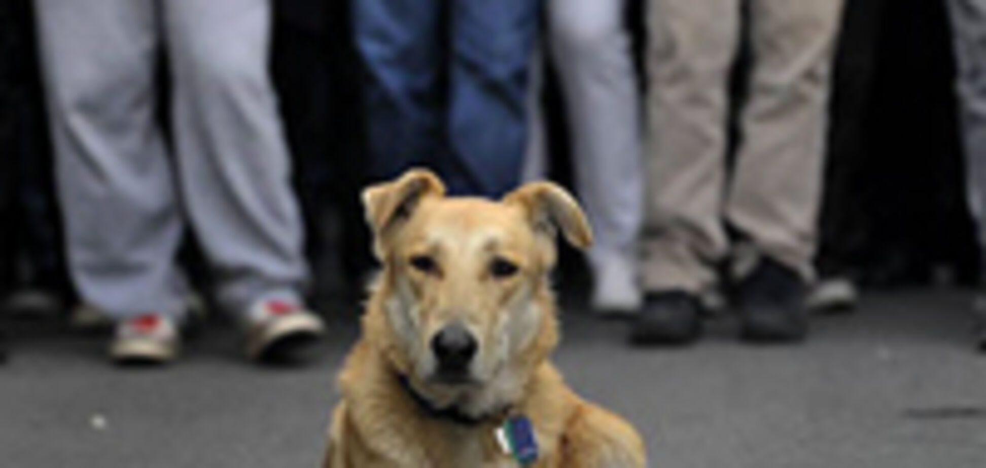 Собака Сосиска на акциях протестов в Афинах