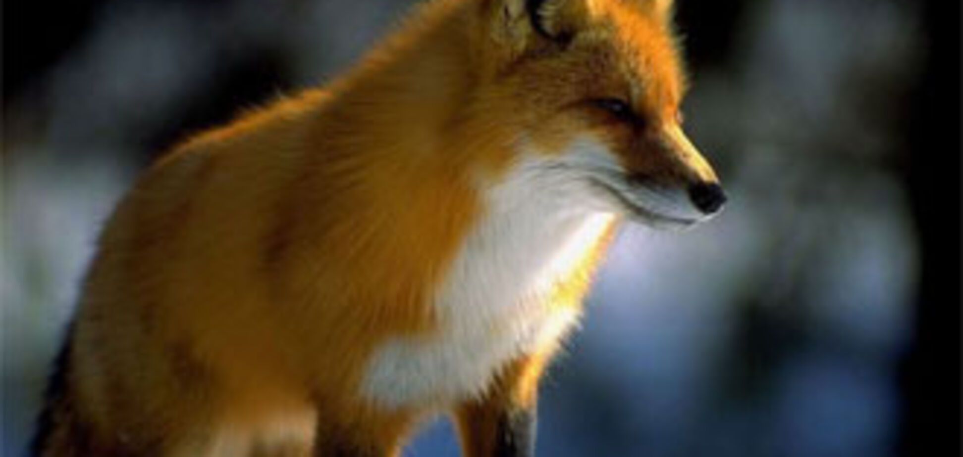 У Німеччині об'явилася лисиця-клептоманка, ворущая взуття