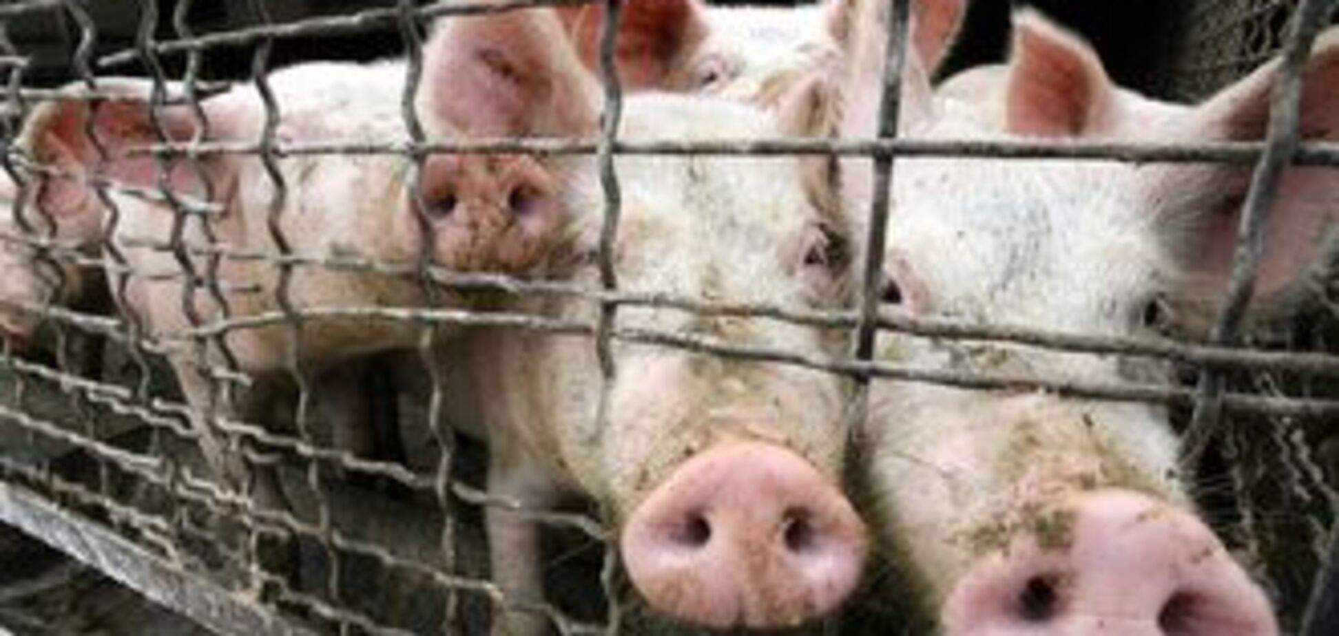 Бандою злодіїв свиноматок командувала жінка