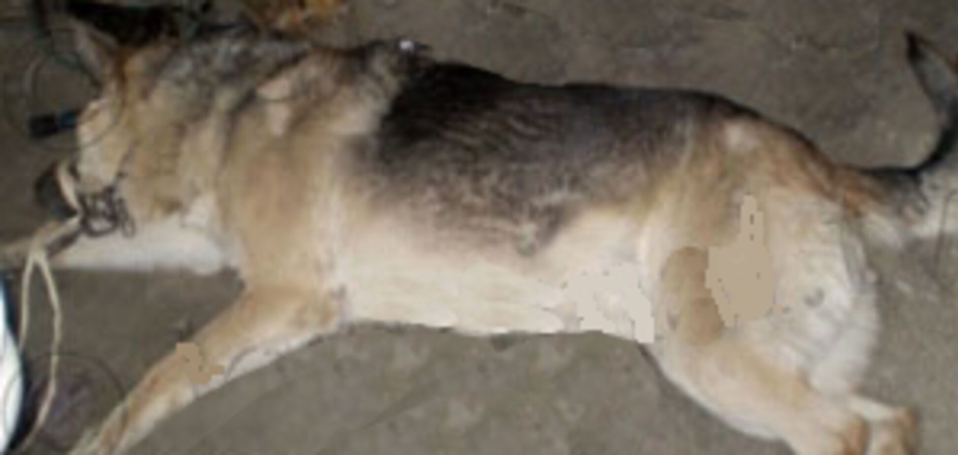 Собака не дізналася дочка своїх господарів і загризла її