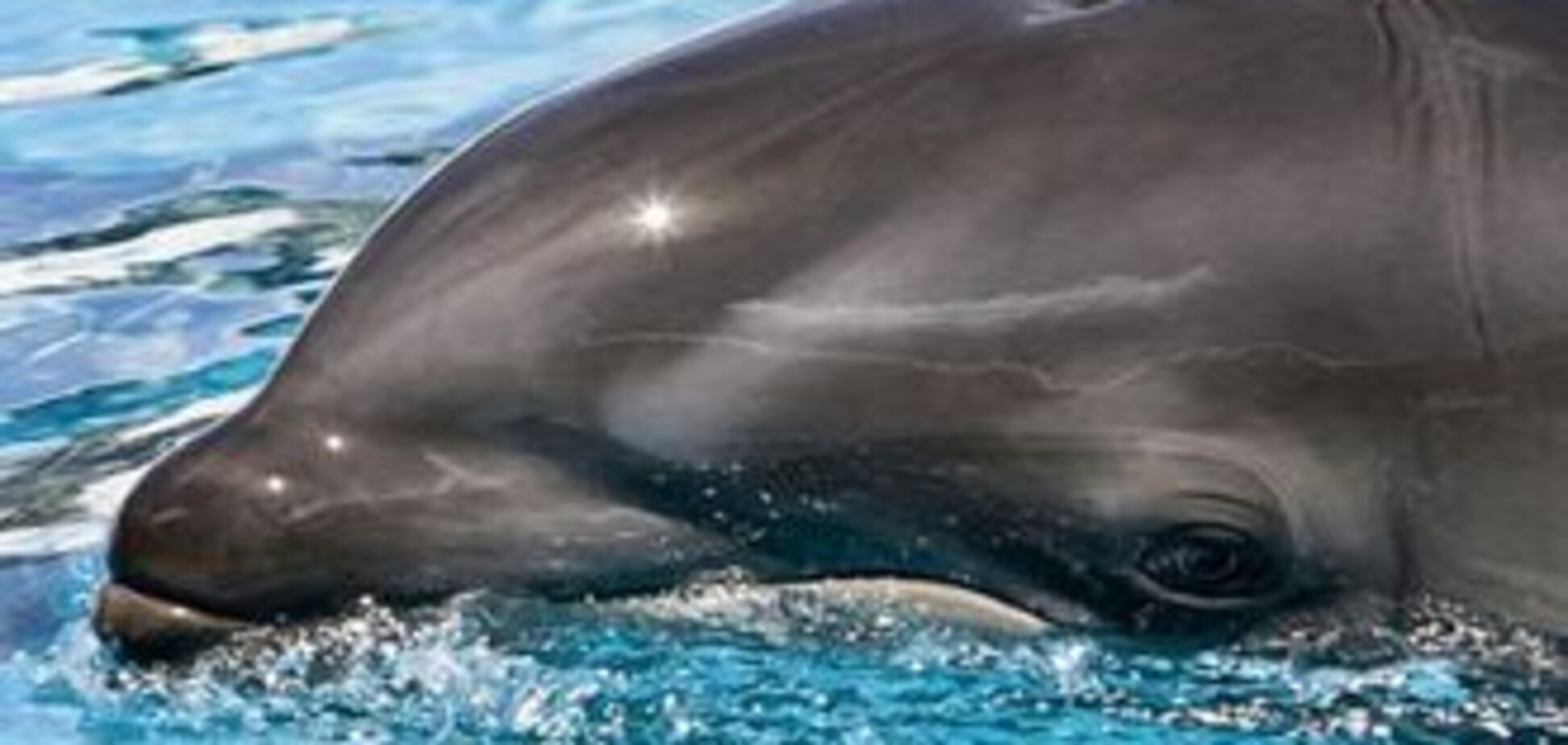 На Херсонщині все частіше знаходять мертвих дельфінів