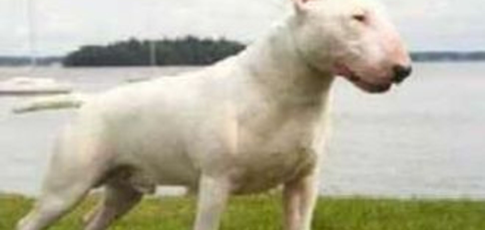 Бультер'єр загинув в нерівній сутичці з нарядом міліції