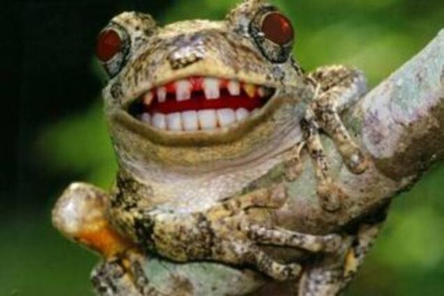 У Киева появится новый символ - жаба