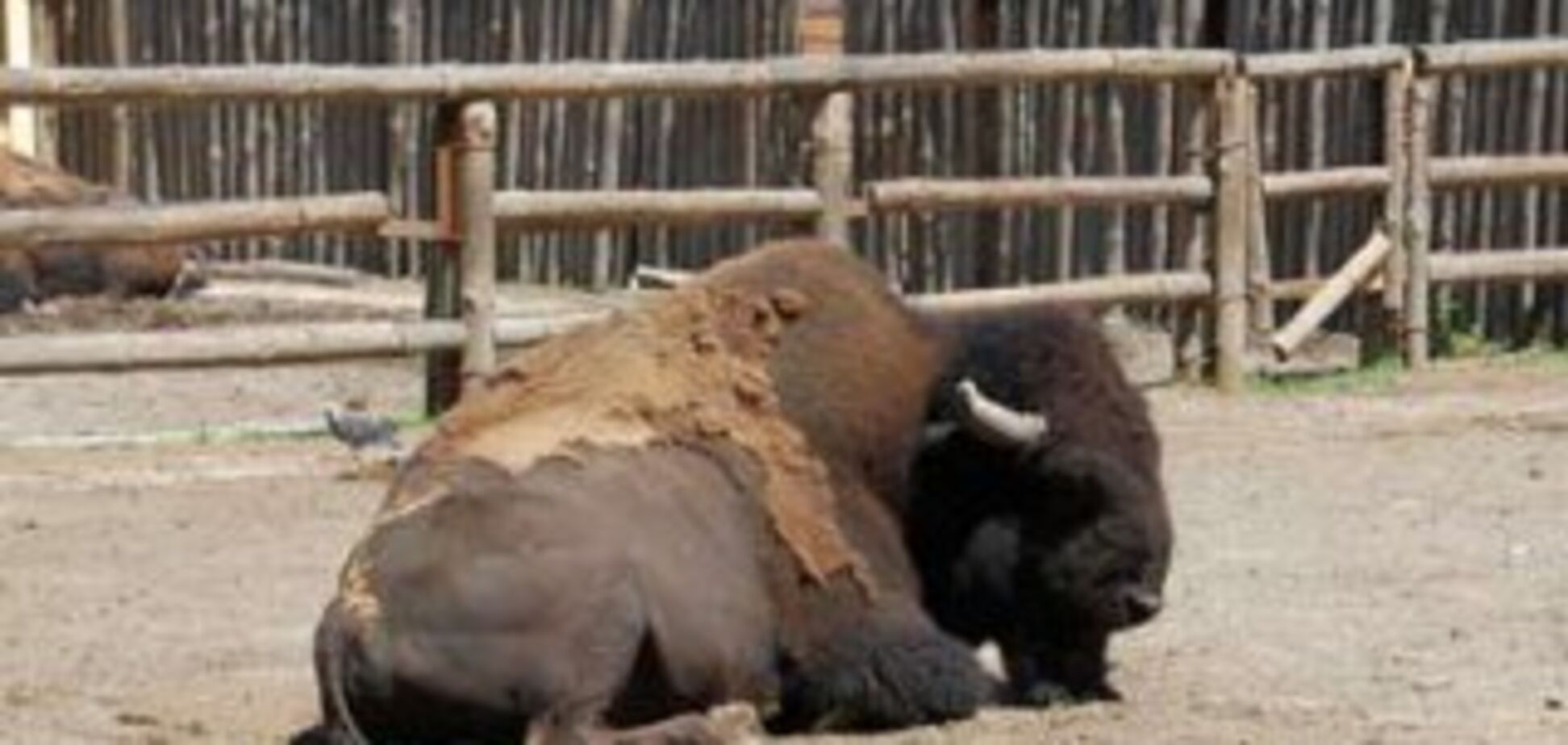 У Київському зоопарку помер бізон