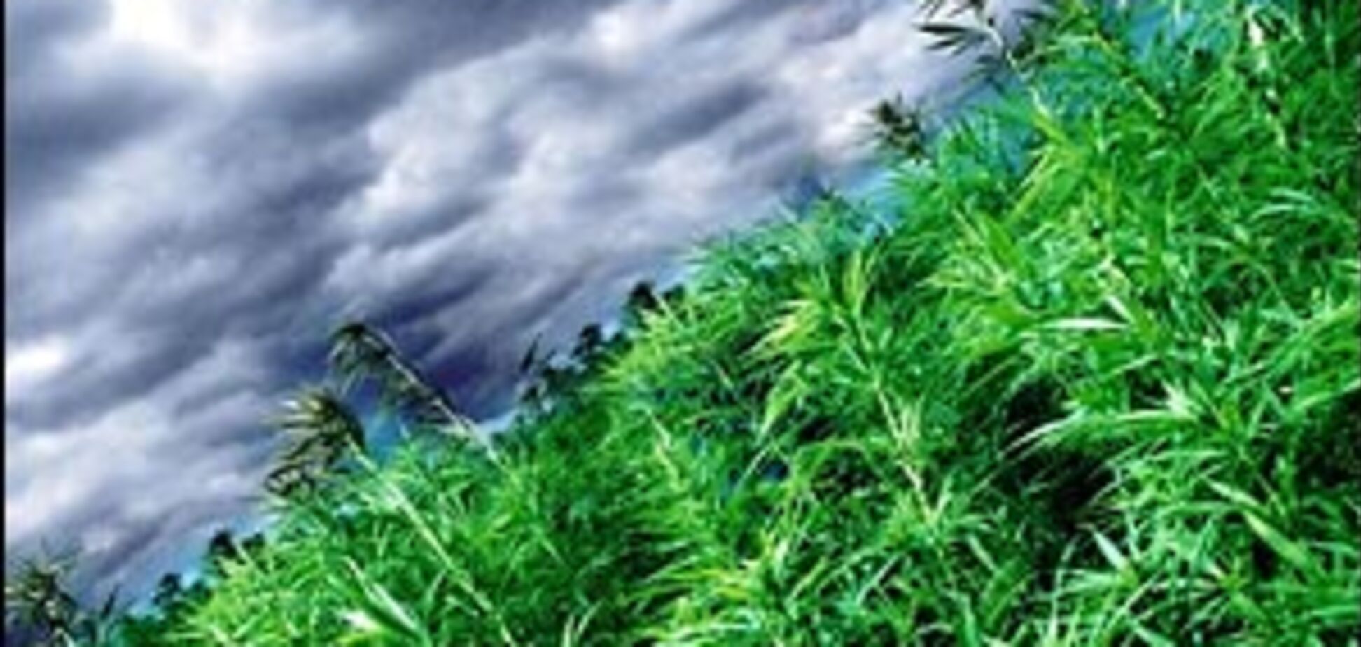 Прикрили піраміду, що постачає школярів марихуаною