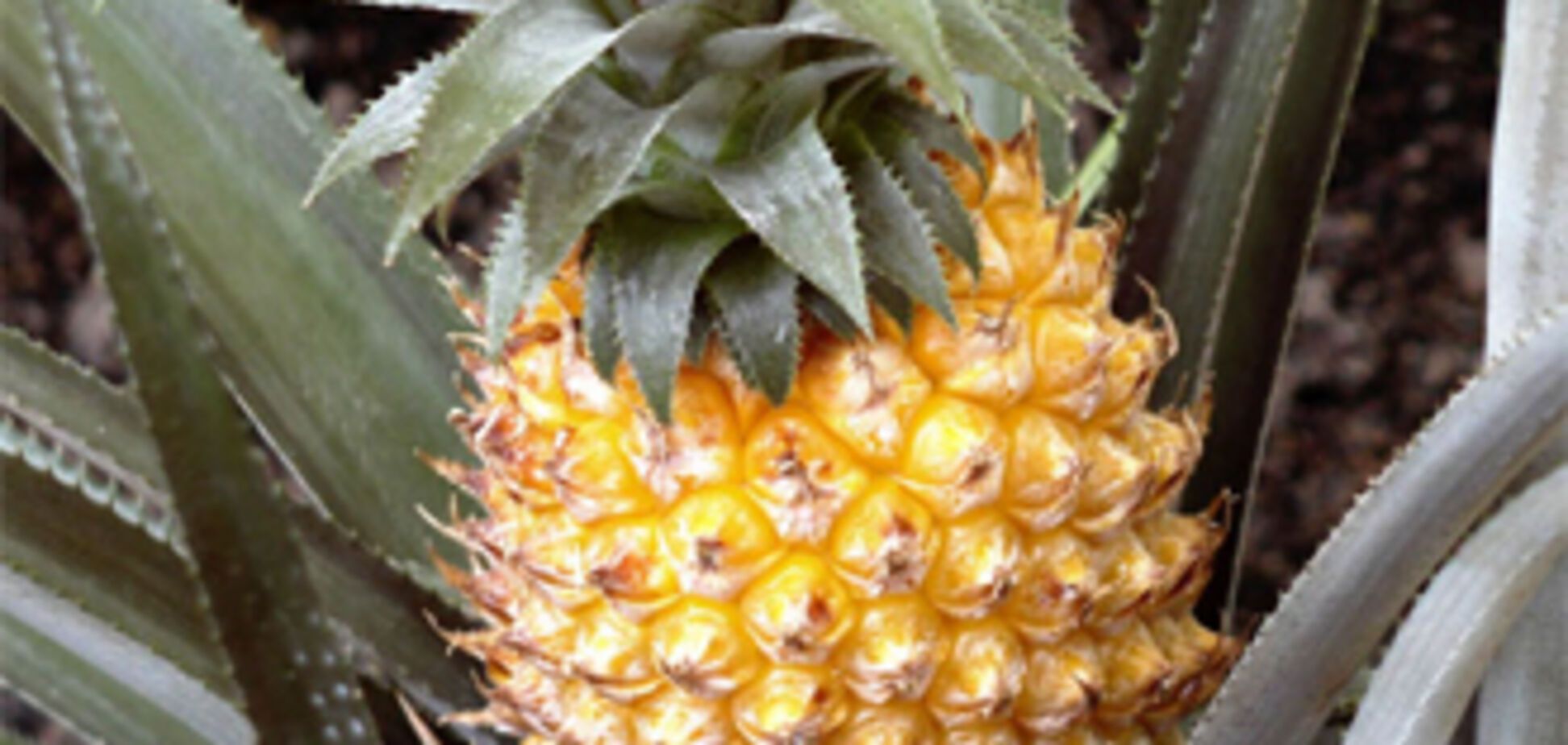 Громадянин Польщі спробував незаконно ввезти 2,2 т фруктів