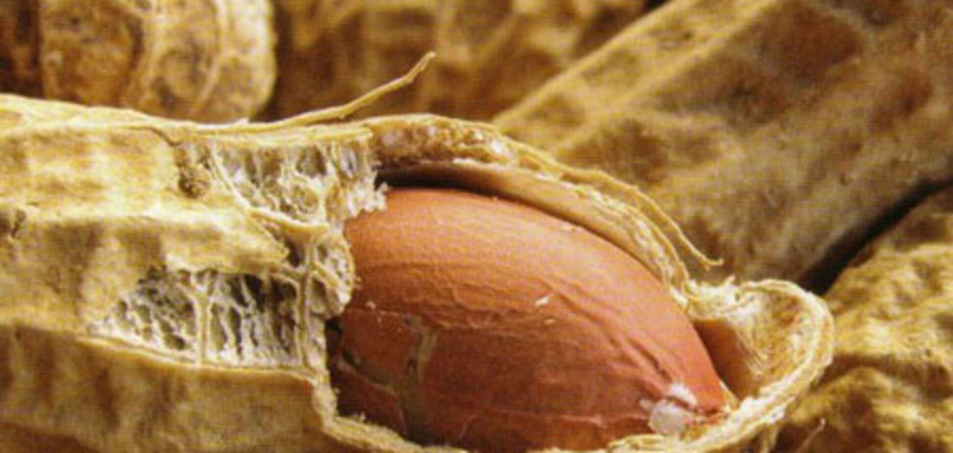 Арахис безопасный продукт для аллергиков