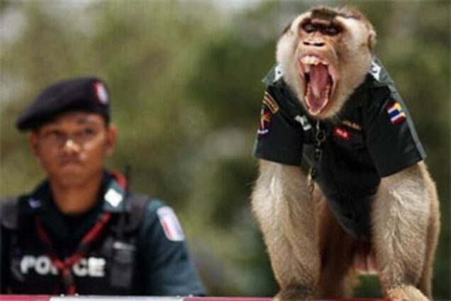 В Таиланде в полицию мобилизовали макак