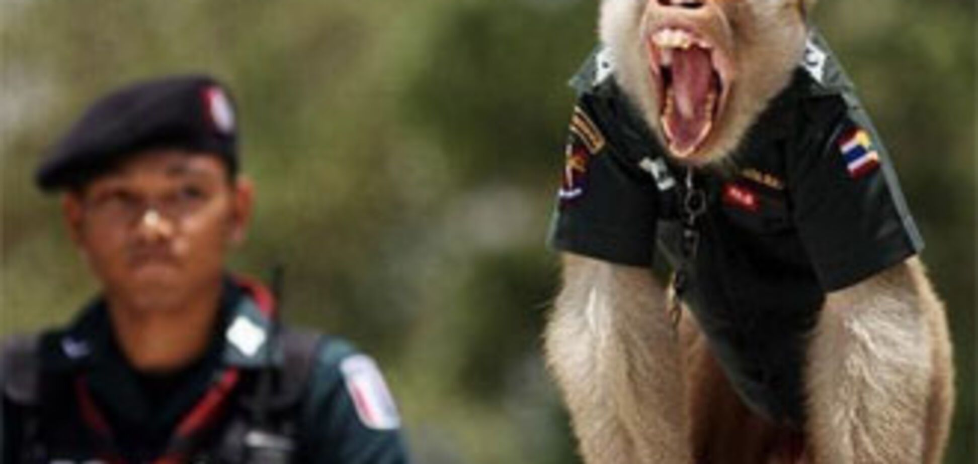 У Таїланді в поліцію мобілізували макак