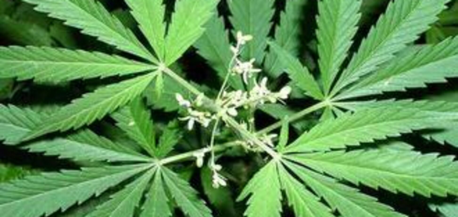 У Запоріжжі накрили плантацію марихуани на мільйон