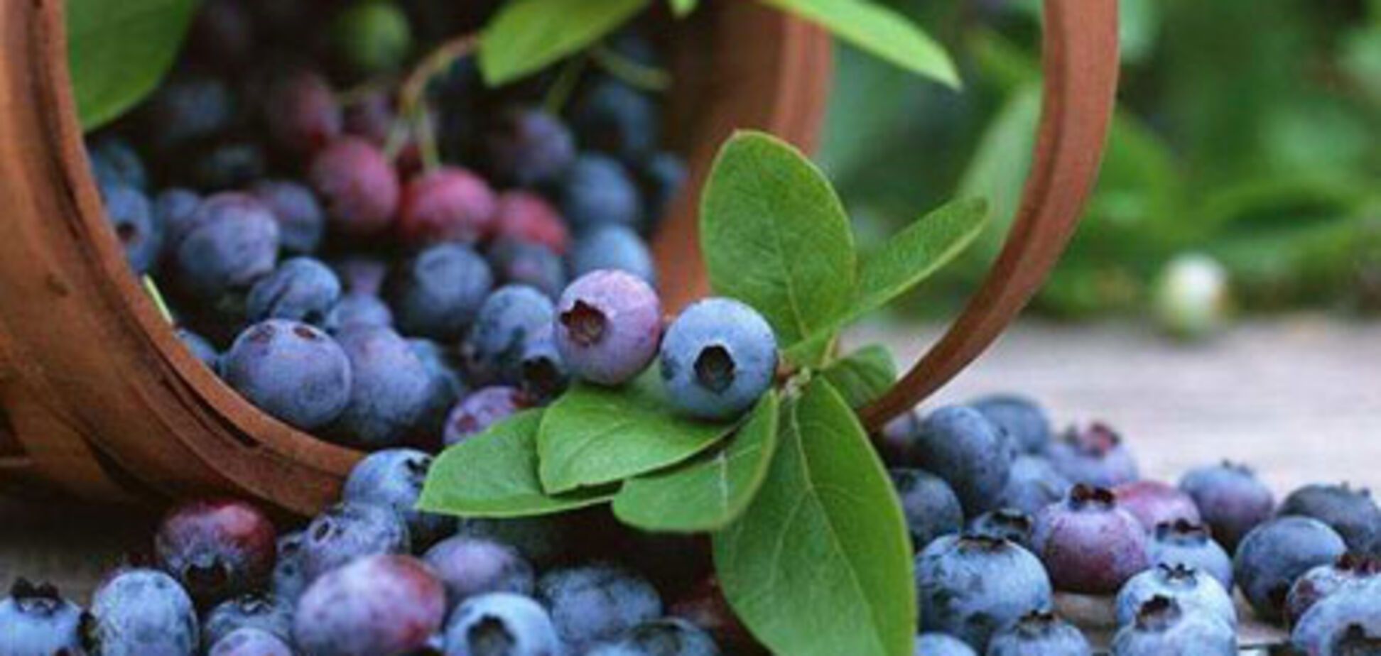 Черника омолаживает организм