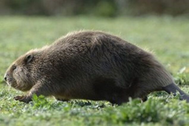 В Латвии собираются пугать бобров, но не до смерти