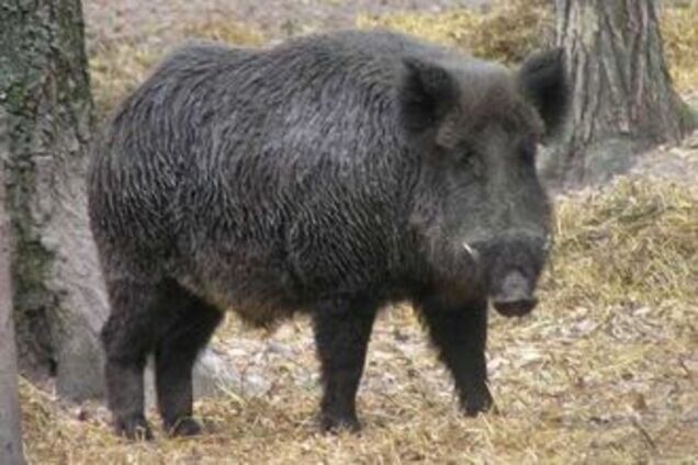 Европу заполонили тонны контрабанды