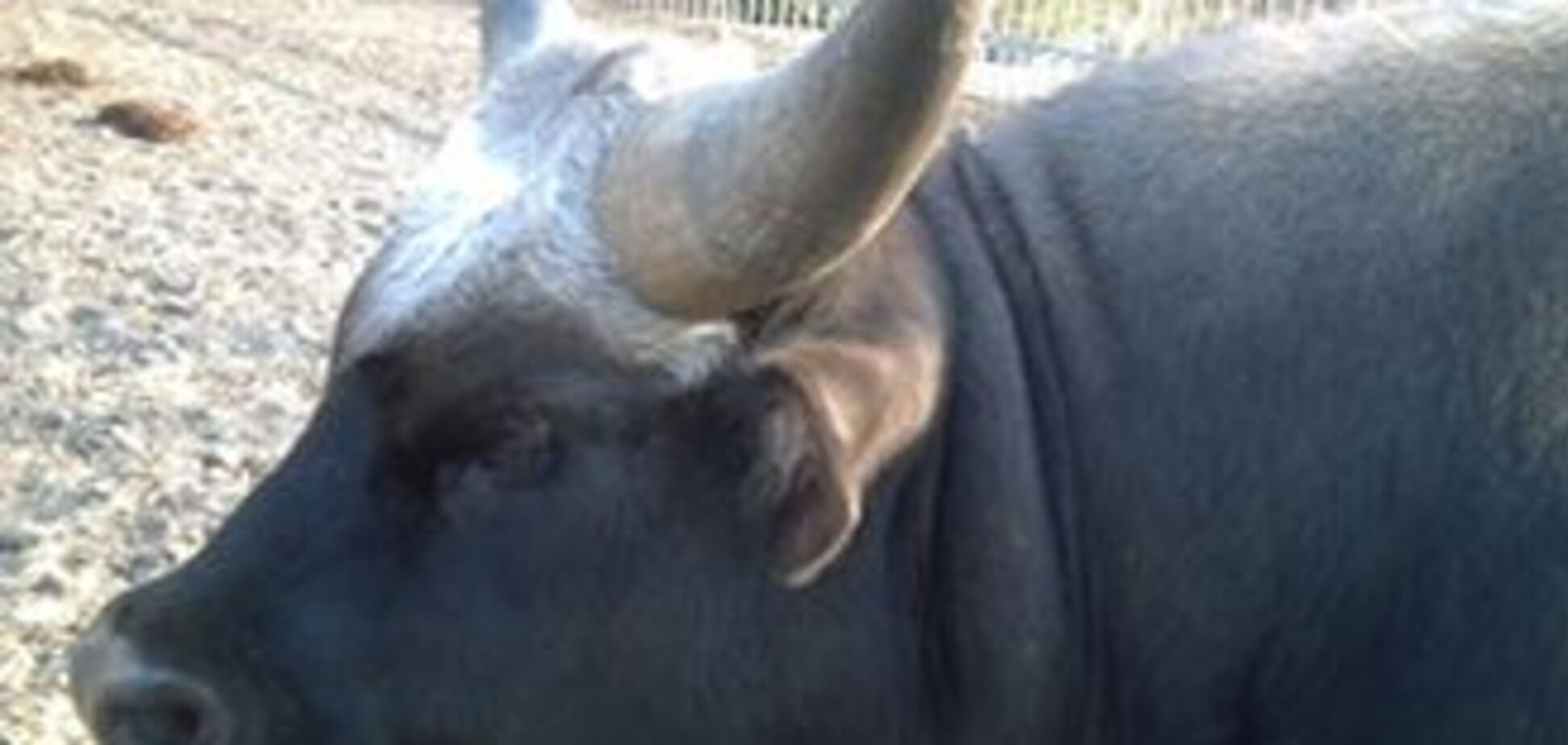 В киевском зоопарке погибла самка гаяла