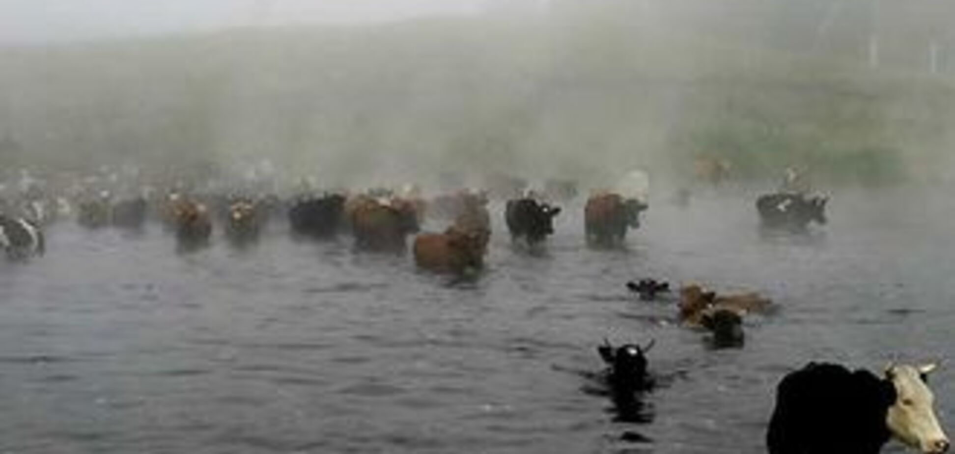 На Черкащині рятувальники витягнули з річки корову