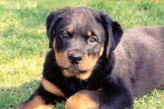 На девушку напали шесть ротвейлеров