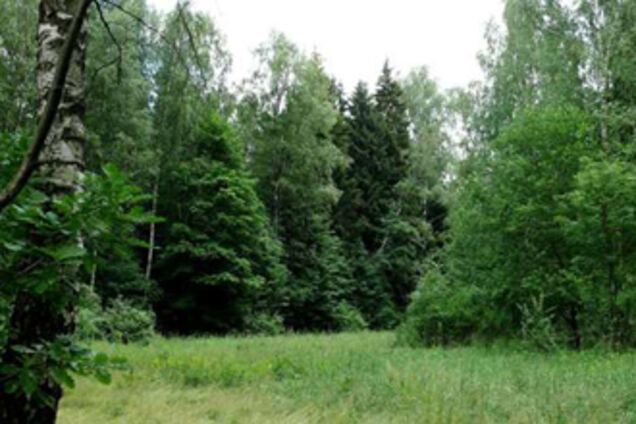 Мужчины продали незаконно вырубленный лес за водку