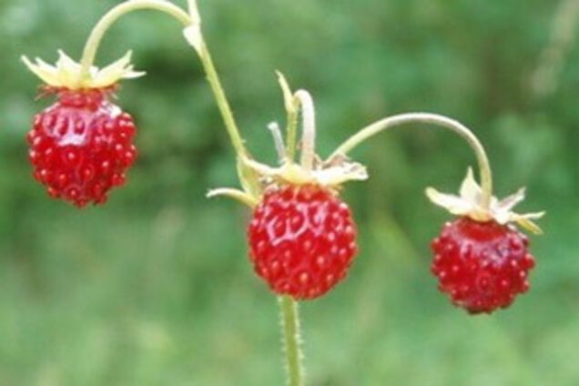 Пока родители искали девочку, она ела ягоды на поляне