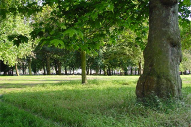 «Киевзеленстрой» обвиняют в присвоении 23 млн гривен