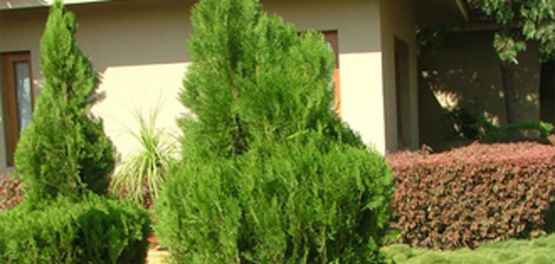 Сворованные декоративные деревья продавали владельцам