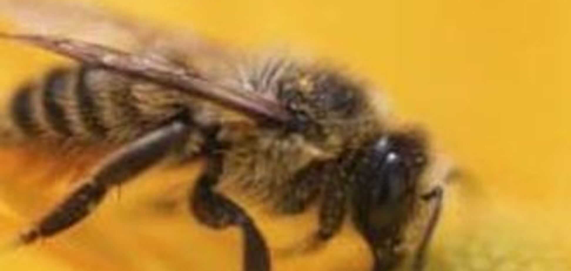 Бджоли на смерть закусали п'яного пасічника