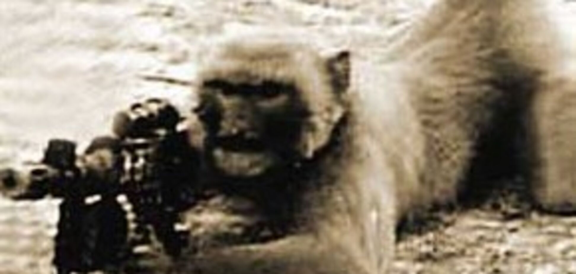 Террористы 'Талибана' тренируют обезьян стрелять из автомата