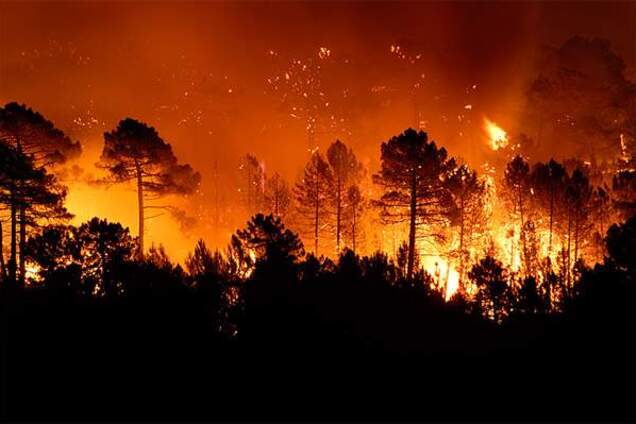 Діти спалили ліс, щоб подивитися на роботу пожежників
