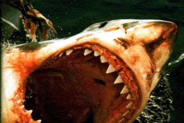 Курс молодого бойца в отпуске.Как отбиться от акул и комаров