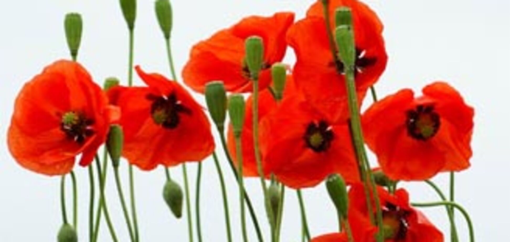 Закордонні наркомани зацікавилися маковими полями