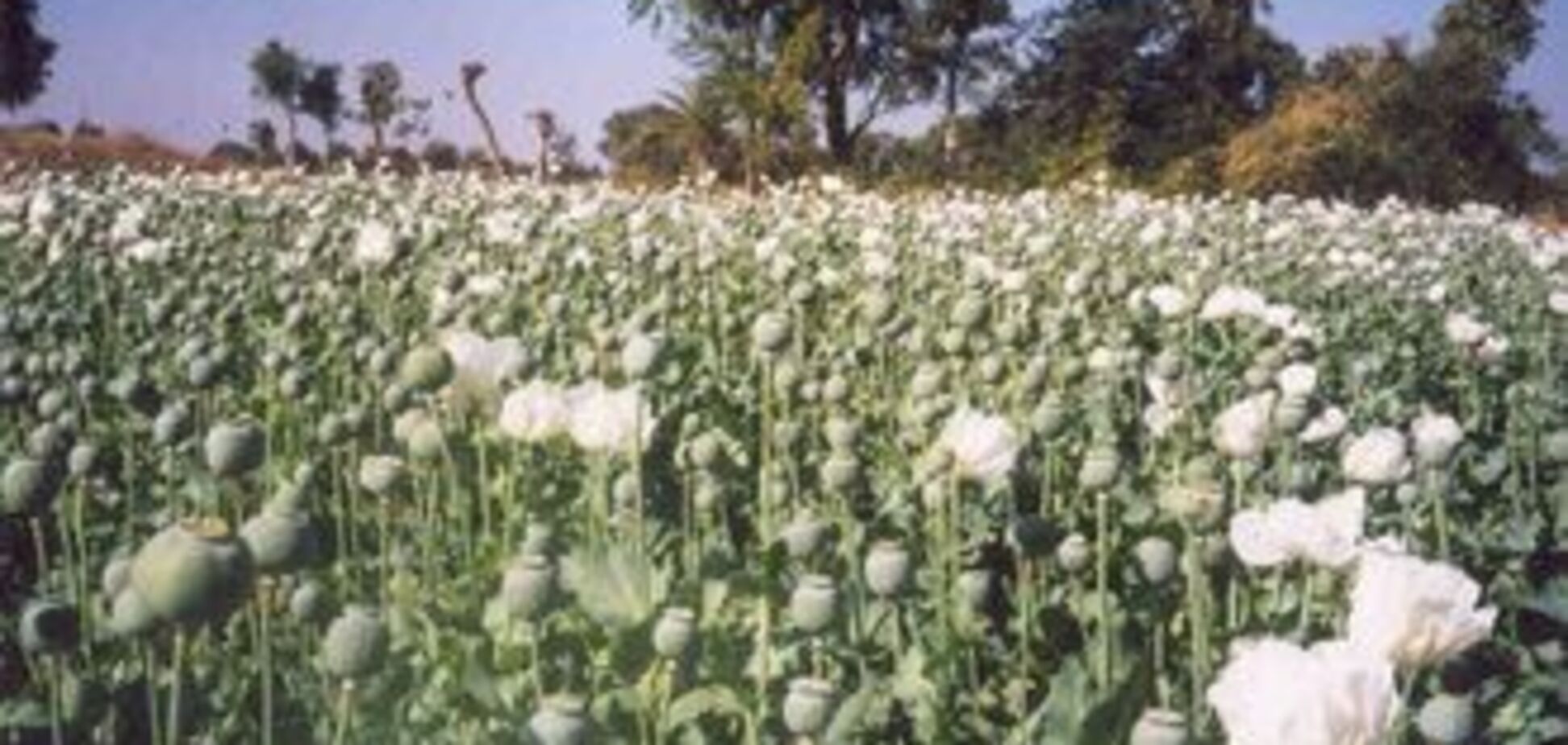 На Тернопольщине уничтожили 50 тысяч головок мака