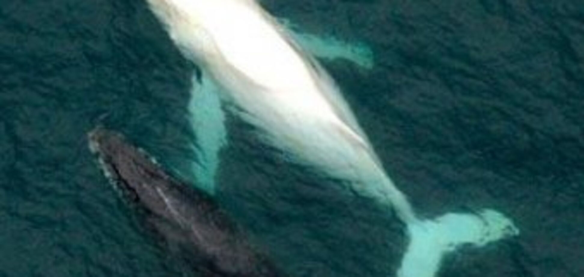 Гигантский кит из 'Моби Дика' реально существовал