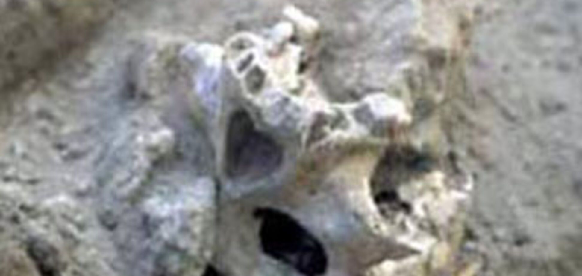 На місці вирубки Харківського парку знайшли останки людей