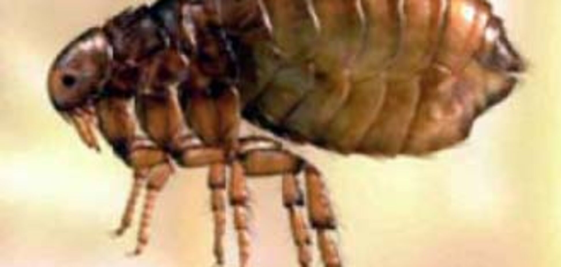 Москва потерпає від нашестя бліх