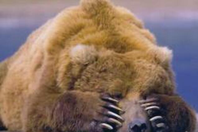 У Чечні ведмідь напав на російського офіцера