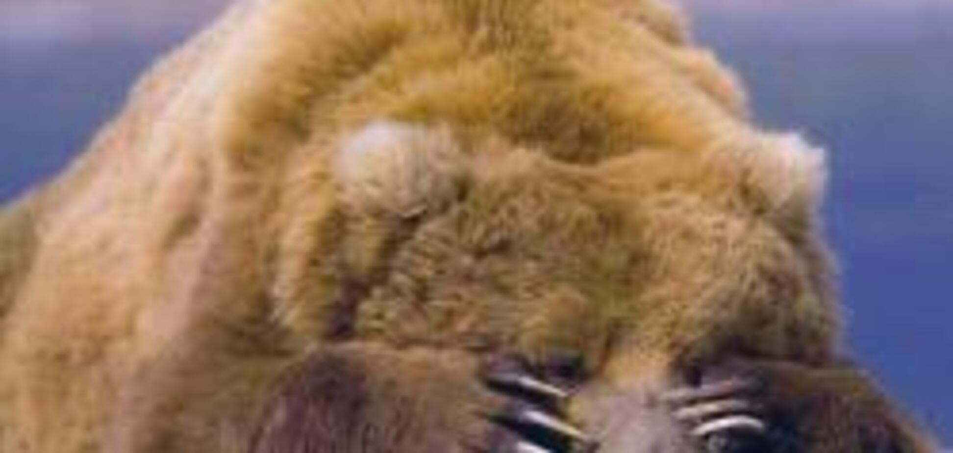 В Чечне медведь напал на русского офицера