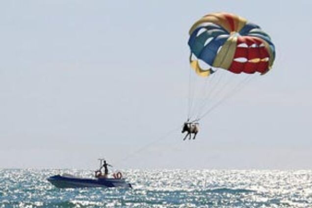 Співробітники міліції відшукали 'літаючого' осла