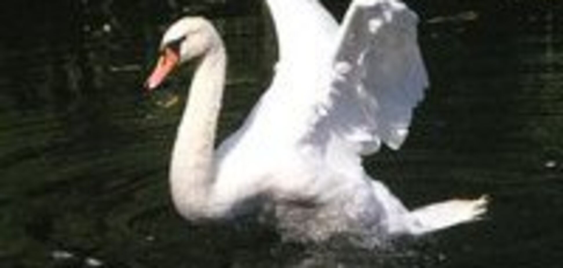 Лебідь напав на вагітну купальницю і втопив її чоловіка