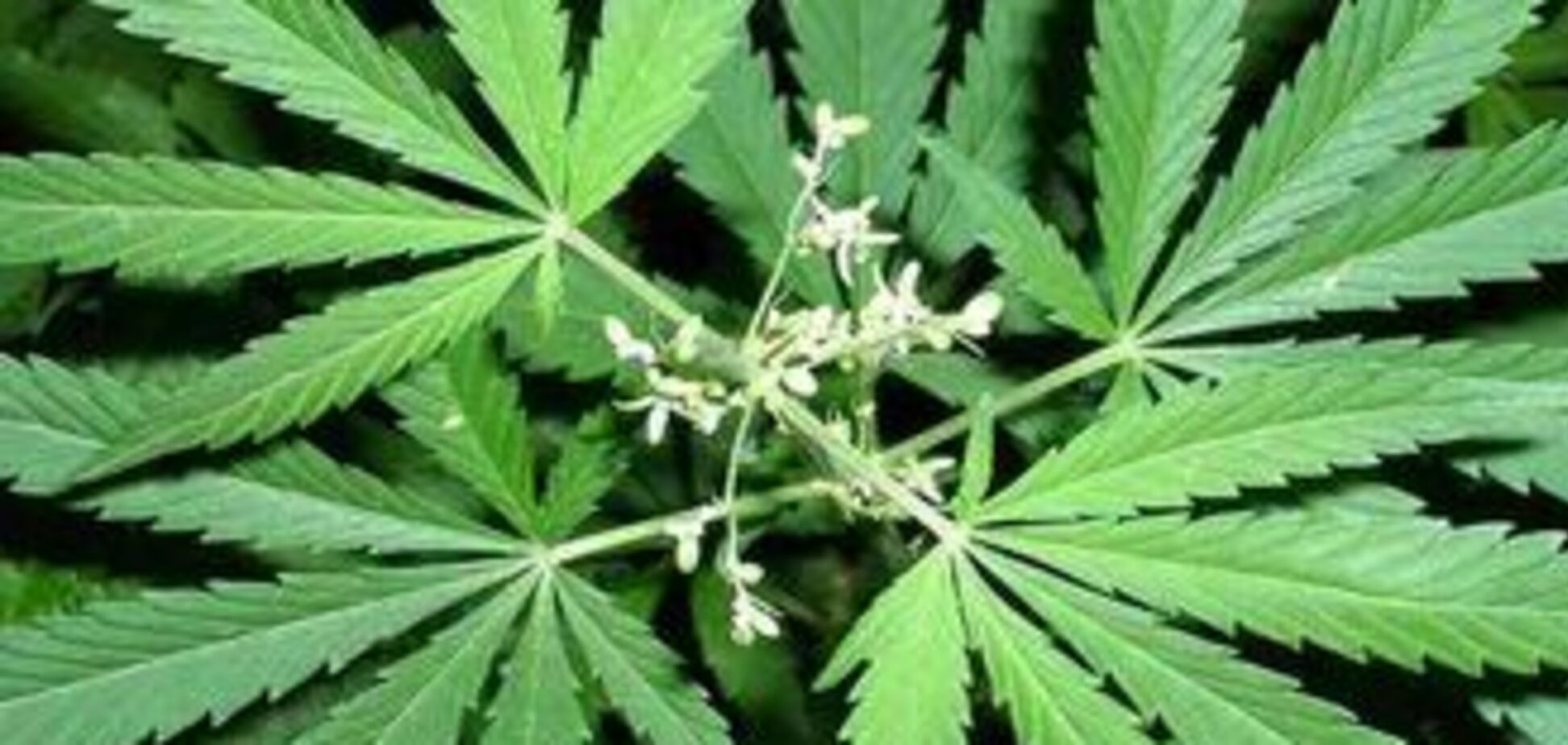 На Луганщині знищили 30 тонн конопель