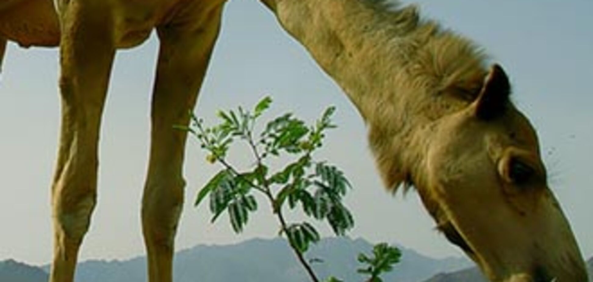 У пересувному звіринці показували напівмертвих тварин